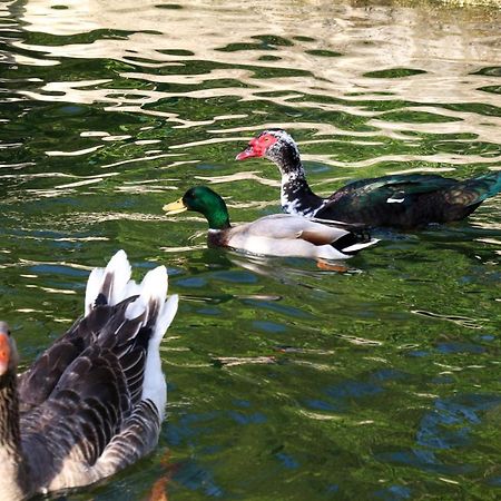 Quinta De Chousas - Braga - Agroturismo Zewnętrze zdjęcie