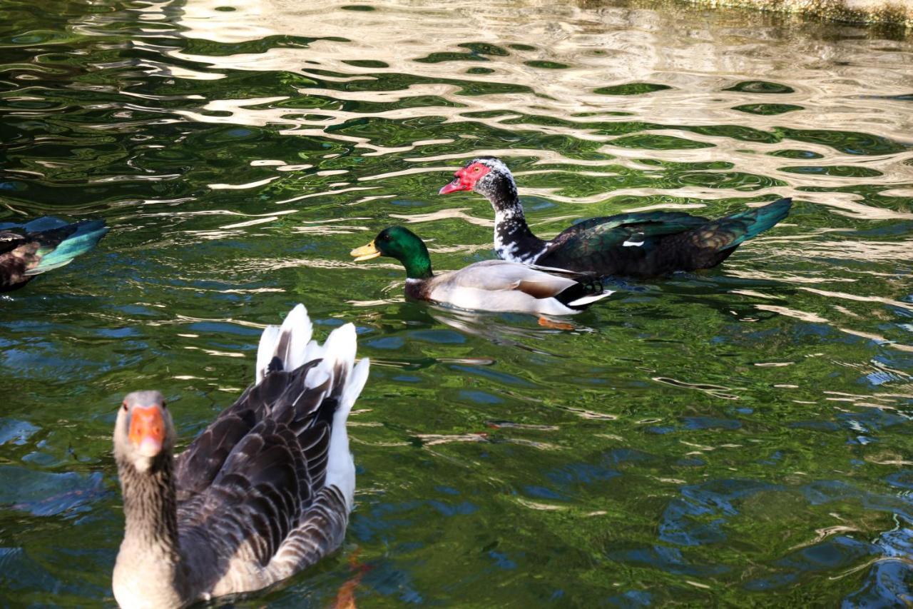 Quinta De Chousas - Braga - Agroturismo Zewnętrze zdjęcie