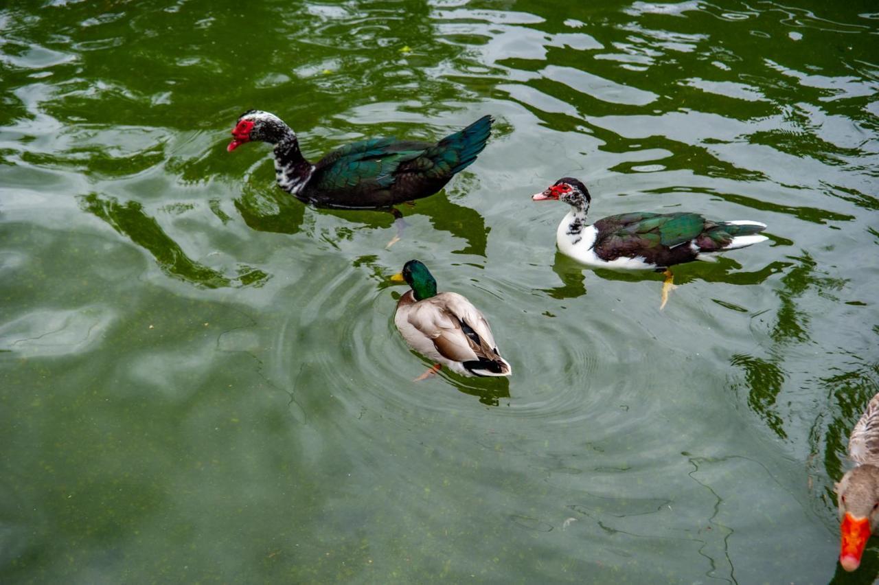 Quinta De Chousas - Braga - Agroturismo Zewnętrze zdjęcie